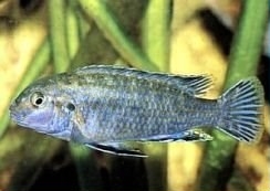 labidochromis flavigulis