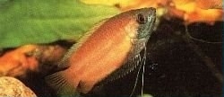honigfadenfisch