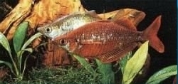 lachsroter regenbogenfisch